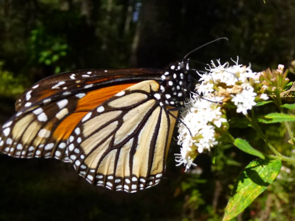 mariposa monarca